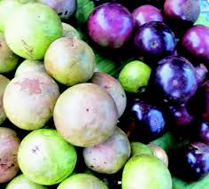 Image result for Chrysophyllum bangweolense