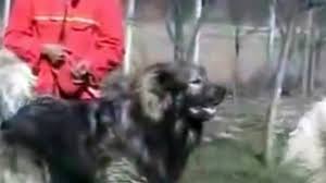 Cei mai mari caini ciobanesti caucazieni de top cu pedigree. LuptÄƒ Dintre Ciobanesc Caucazian Vs Kangal Pe Cine Pariezi CÄƒ Va CaÈ™tiga Un Videoclip Ce MeritÄƒ UrmÄƒrit Video Dailymotion