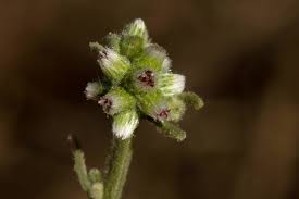 Image result for Neojeffreya