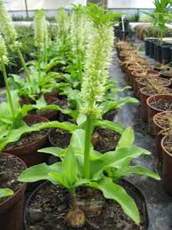 Image result for Eucomis zambesiaca