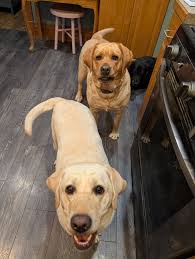 On the bottom of my dog's second water bowl,