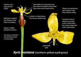 Image result for Xyris straminea