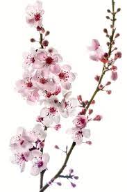 Our cherry blossom stencil displays a lovely flowering branch adorned with blooms. Cherry Blossom Tree Tattoo Leg Novocom Top