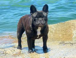 The french bulldog is quickly rising in the ranks of most popular dogs. French Bulldog Or Frenchie Australian Dog Lover