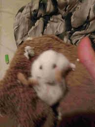 Hamsters can be infested with a number of skin and fur mites that can be diagnosed from a skin scraping that your vet performs. My Winter White Hamster Has Hair Loss On Tummy And Is Walking Funny His Fur Is Lost Shine He Has Lost Weight Petcoach