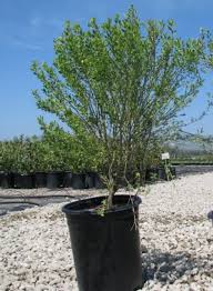 Image result for Commicarpus pilosus