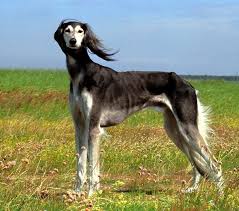 Persian Greyhound Saluki In 2020 Dog Breeds Dogs Saluki Dogs