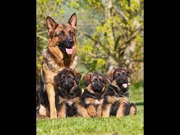 Maybe you would like to learn more about one of these? German Shepherd Puppies Are Available 03459442750 Zain Ali Farming In Pakistan Youtube