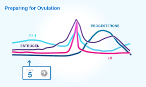 Understanding Menstrual Cycles Your Periods And Ovulation