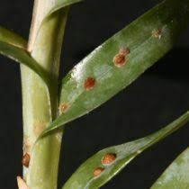Image result for scales on orchids