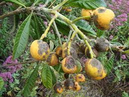 Yeni Dünya Kara Leke Hastalığı - İNTFA BLOG - Tarımsal Blog