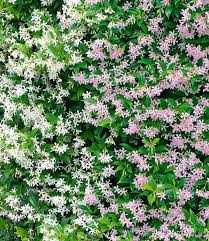 Duft Jasmin Pink Weiss 1a Qualitat Kaufen Baldur Garten In 2020 Pflanzen Jasmin Pflanze Weiss Bluhende Straucher