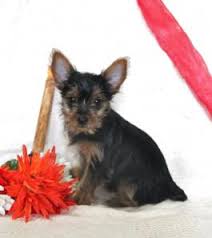 Cairn terrier puppies for sale. Yorkie Puppies For Sale Lancaster Puppies