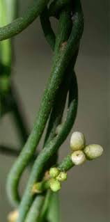 Image result for Cassytha pondoensis