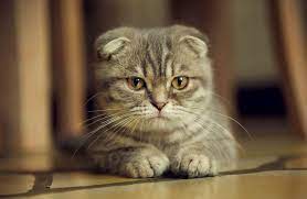 scottish fold kedilerin yuz ifadesinin nedeni hastalik magazin haberleri ntv