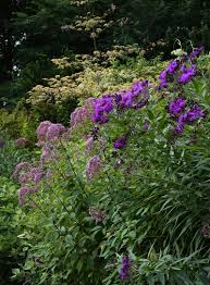 Image result for Vernonia sutherlandii