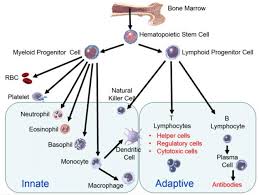 Cells Of The Innate And Adaptive Immune System Adapted From