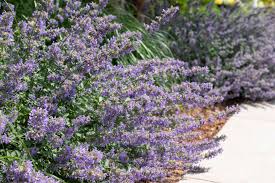 Not only are the low growing shrubs ornamental but very beneficial too. 10 Best Ground Covers For Full Sun