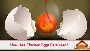 How do birds lay eggs? How Are Chicken Eggs Fertilized The Happy Chicken Coop