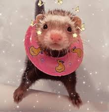 Ferret Icon Aesthetic Ferret Aesthetic Aestheticedits Aesthetictumblr Icons Icon Cute Ferrets Cute Animal Photos Cute Little Animals