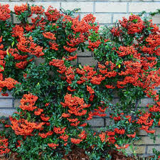 Image result for Pyracantha