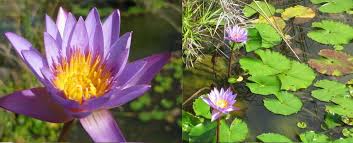 Image result for Nymphaeaceae