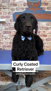 Image result for curly coated retrívr