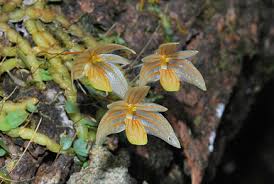 Image result for Bulbophyllum encephalodes