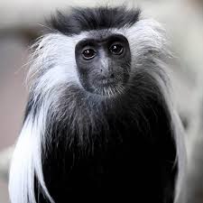 White monkey or bai mao hou grows along the slopes of the taimu mountains in the fujian province of china. Brookfield Zoo On Twitter Say Hello To Gillian A Colobus Monkey Who Resides At Tropic World One Of The Most Distinctive Of All Primates They Have Long Thick Hair With A Cape Like