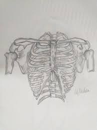 This tutorial shows the sketching and drawing steps from start to finish. Rib Cage Drawing By Conraldineart53197 On Deviantart