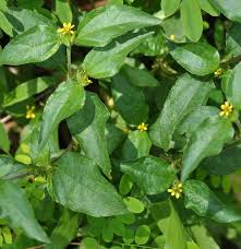Image result for Synedrella nodiflora