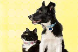 Maybe you would like to learn more about one of these? Quiz Which Pet Is Your Ideal Match