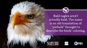 Bald eagle nests are absolutely huge at roughly eight feet wide and 13 feet deep. Bald Eagle Fact Sheet Blog Nature Pbs