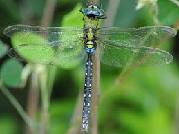 クロス ジ ギンヤンマ