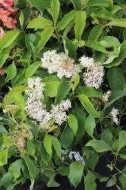 Image result for Sericorema sericea