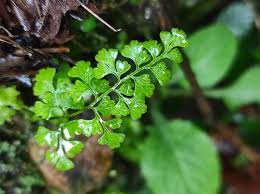 Image result for Anogramma leptophylla