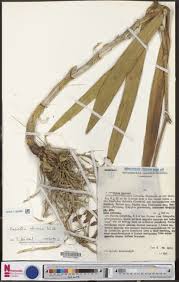 Image result for Malaxis weberbaueriana