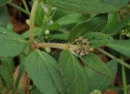 Image result for Euphorbia ophthalmica