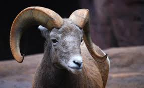 East african oryx are an abundant animal with large horns that resemble those from a unicorn. Quotes About Horns Of Animals 20 Quotes