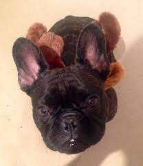 My Mum Made Me Wear This I Know Right Alby The French Bulldog Is Such A Good Sport French Bulldog Bulldog Animals