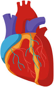 我要 活 下去 下載 apk. Kardia Organoy Anatomia Dwrean Dianysmatika Grafika Sto Pixabay