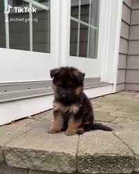 We also need to know when your puppy's baby teeth will erupt and fall out to connect the dots. German Shepherd Shop Baby German Shepherd Facebook