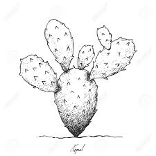 1) draw a rectangle that will define the conditional proportions and boundaries of the chosen drawing. Stem Vegetable Illustration Hand Drawn Sketch Of Nopal Cactus Royalty Free Cliparts Vectors And Stock Illustration Image 91322583