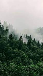 Tree nature illusion forest winter branches landscape aesthetics mood. Tapeten Fototapeten Fototapety Tapety Murals Papier Peint Wallpapers 80 Landscape Photography Nature Forest Wallpaper Nature Wallpaper