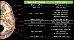 Literature review and pictorial tour. Diagnosis Of Skull Base Osteomyelitis Radiographics