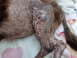 Dog found desperately ill abandoned on common - Wales Online