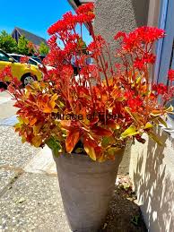 Image result for Kalanchoe sexangularis