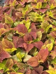 Image result for Coleus alpinus