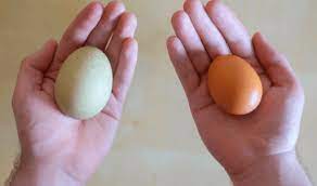 Banyak dari kita yang mungkin menganggap telur ayam hanya sekedar sebagai sumber protein, namun ternyata telur ayam mengandung vitamin b2 yang juha dikenal sebagai riboflavin ternyata terkandung dalam telur ayam. Kenali Kandungan Gizi Telur Itik Dan Telur Ayam Jyb Media