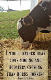 Looking To Down Size Country Quotes Country Girl Quotes Country Girl Life